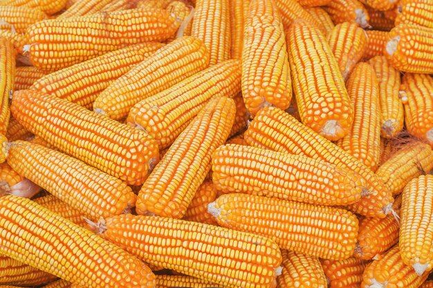 Stack of Ripe Corn